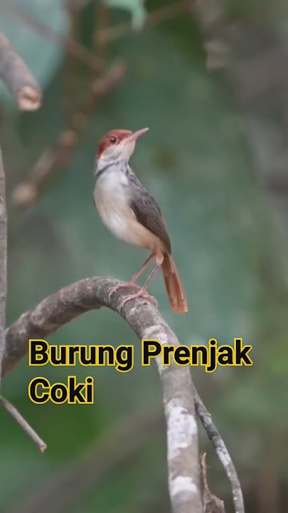 BURUNG PRENJAK COKI #historiburung #prenjakCoki😍#kicaumaniaindonesia #kicaumaniavirall