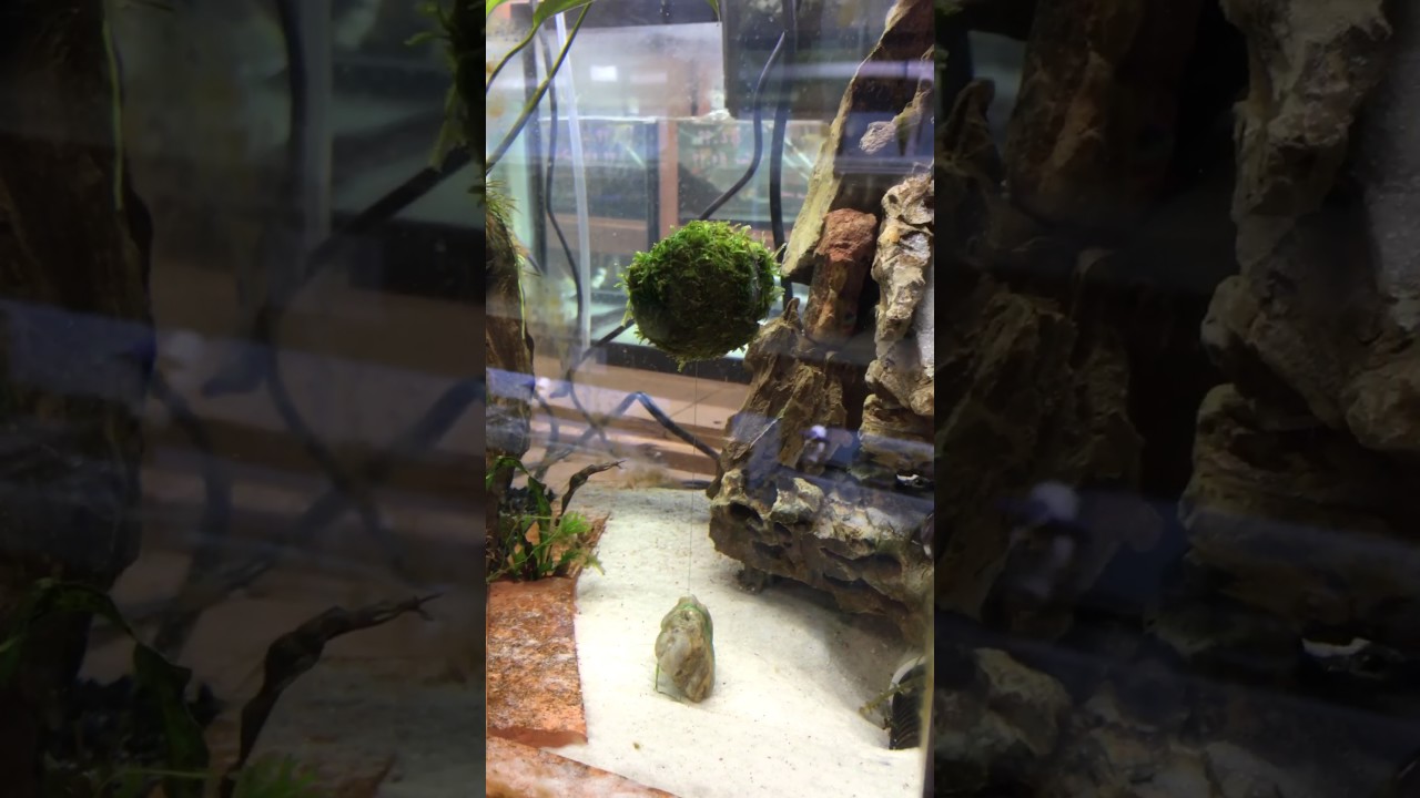 Floating Moss Ball - Aquascaping