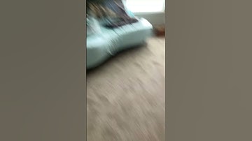 I have the laziest cat in the world￼ lmao 🤣