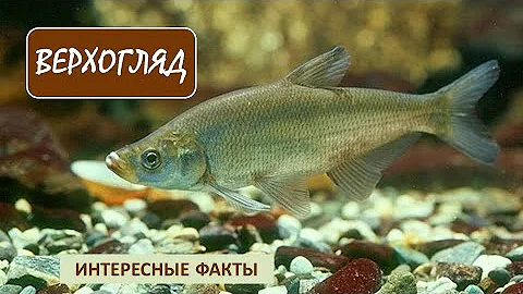 ВЕРХОГЛЯД🐟/Рыбы/Животные/Интересные факты