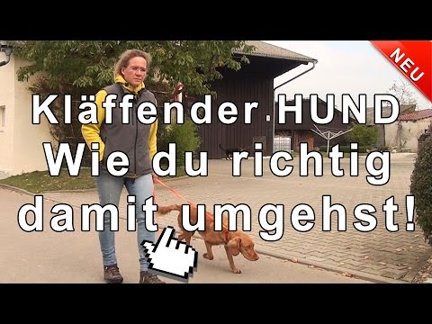 Video: Kann ich Animal Control für einen bellenden Hund anrufen?