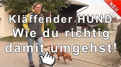 Hundeerziehung Bellen Abgewöhnen Hundeerziehung Bellen Abgewöhnen