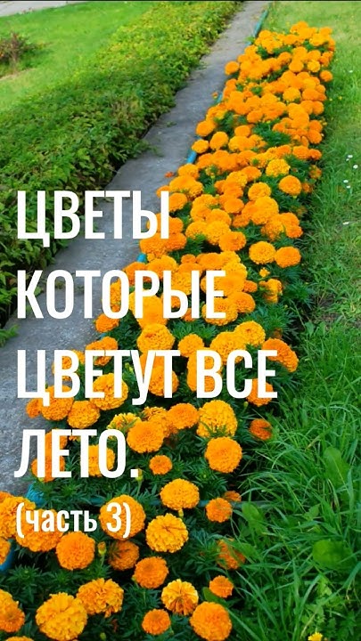 Ч3. КРАСИВЫЕ ЦВЕТЫ которые цветут ВСЕ ЛЕТО. Многолетние САДОВЫЕ ЦВЕТЫ # ...