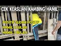 CIRI - CIRI KAMBING POSITIF HAMIL 1 DAN 3 BULAN || Learn Goats to be successful quickly