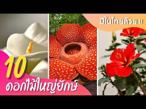 วีดีโอ: ดอกไม้ขนาดใหญ่สำหรับสวน: วิธีใช้ดอกไม้ยักษ์ในสวนของคุณ