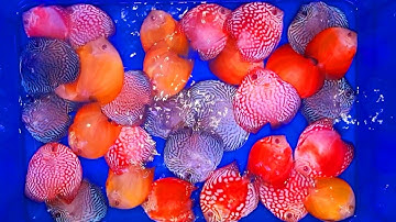 Cá Dĩa Red Panda - Discus fish | Trại cá kiểng diamondda
