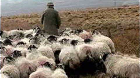 Anthrax- -A Brief History and Explanation