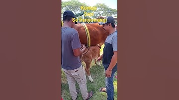 kontes sapi kab. banyuwangi #banyuwangi #shortvideo #petualangan #shorts