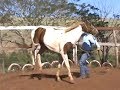 Doma cavalo xucro São João do Ivaí-PR 1ª Parte