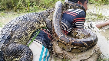 Primitive Technology: Simple DIY Python Snake & Crocodile Trap Using Yellow Bucket That Work 100%