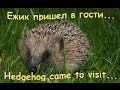 #88 ЕЖИК ПРИШЕЛ В ГОСТИ. Hedgehog came to visit.