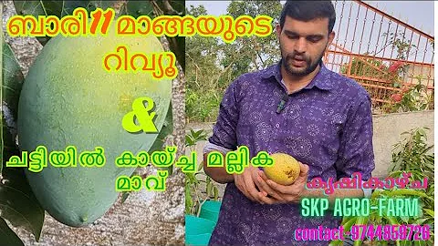 ബാരി 11 മാങ്ങ റിവ്യൂ.,.. ചട്ടിയിൽ കായ്ച്ച മല്ലിക മാവും...Bari 11 mango