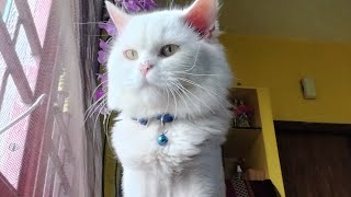 அழகான பூனை குடும்பம்😻  #பூனை #cat #cats #catvideos #persiancat #kitten #shortfeed #trending #catlove by Cat Paws 749 views 6 months ago 2 minutes, 7 seconds