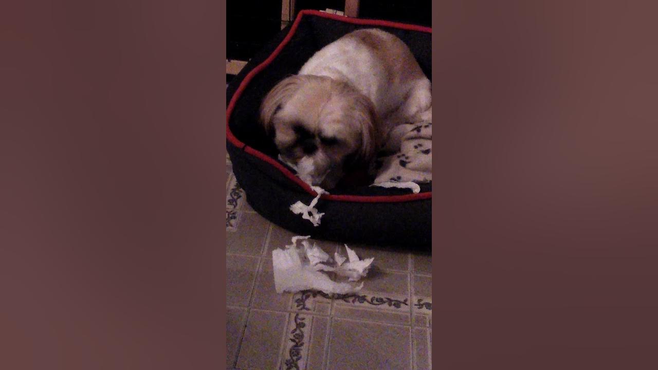 Silly dog eating Kleenex! YouTube