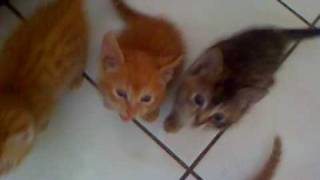 Hungry Kittens