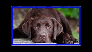 Leberinsuffizienz bei Hunden: Wenn die Leber versagt