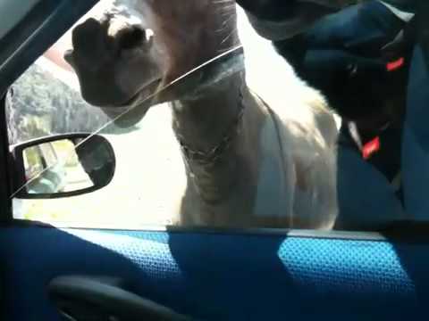 Eu cu fratii mei in masina