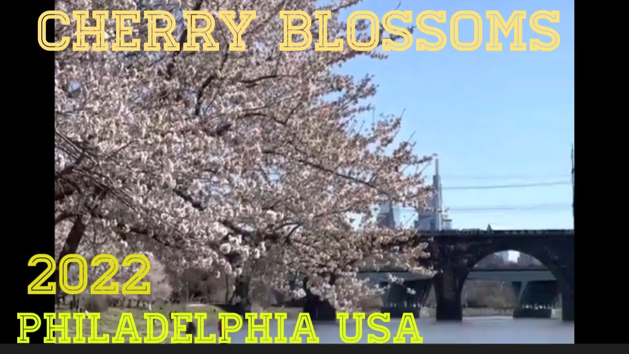 CHERRY BLOSSOMS 2022 WALKING TOUR PHILADELPHIA USA - YouTube