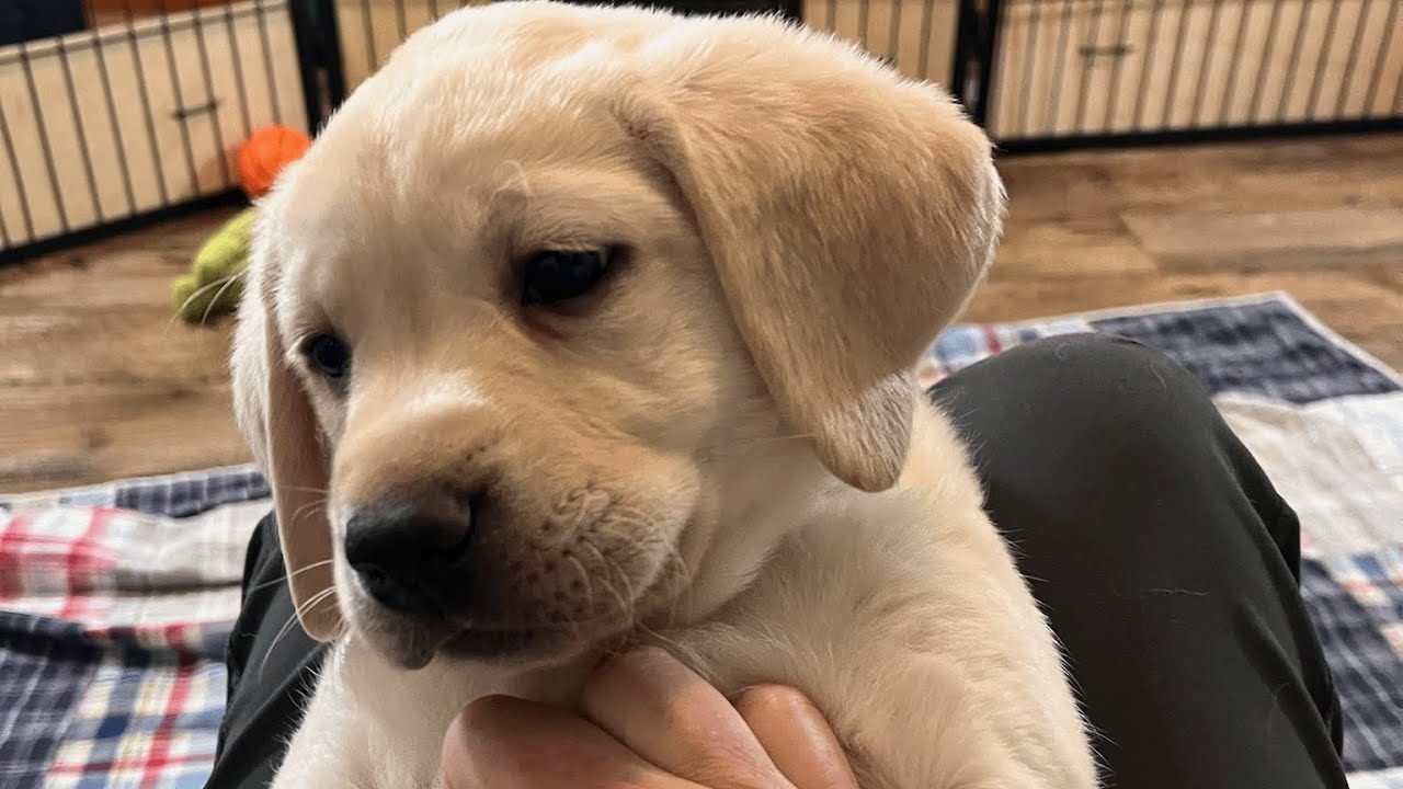 Livestream REPLAY 8 Adorable Lab Puppies Playing  