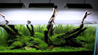 180cm Nature Aquarium, classic style