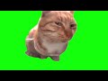 Green screen mr fresh cat meme