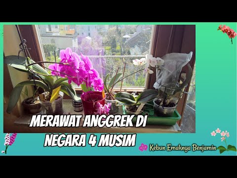 Video: Cara Merawat Anggrek Di Musim Dingin