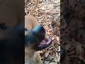 #coisasdaroça #viralvideo #natureza #vidanaroça #chuvadelikes #rotinanaroça #cachorro #alegria
