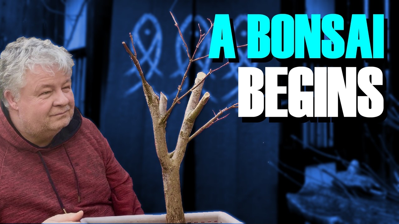 Начало создания бонсая: Шокирующее преображение японского клена!!!