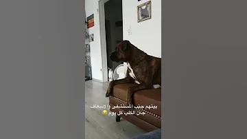 كلب خلاص خرج عقله 