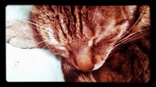 Présentation Dun Chat Qui Vous Fera Sûrement Craquer