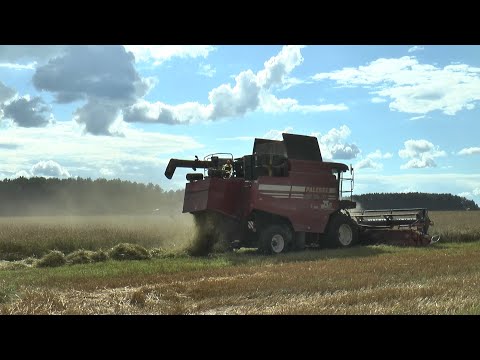 Белорусские хлеборобы собрали более семи миллионов тонн зерна