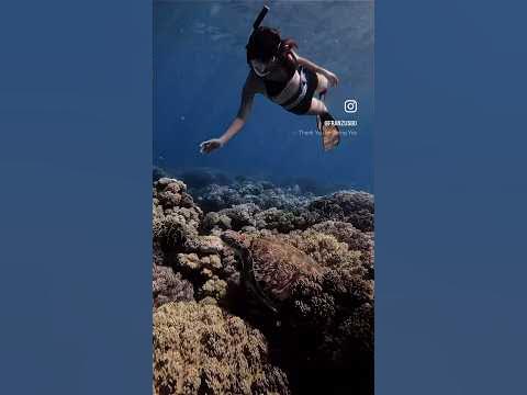 Tita Azel Swimming with Sea Turtles in Apo Island #travel #freediving # ...