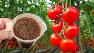 Tomatoes will grow momentally with just 2 drops of THIS