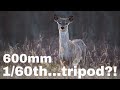 Tripod or No Tripod? Can you guess?