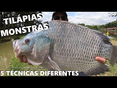 Pescaria de Tilápias Monstras com 5 técnicas diferentes no MIHARA (FISHINGTUR #759)