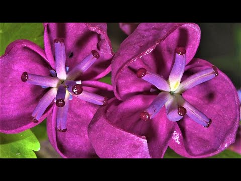 Video: Kunnen lupines in potten worden gekweekt?