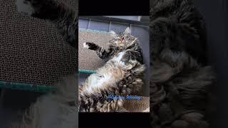 Alabama Worley Cute Funny Mainecoon Cat video?cats catlover mainecoon funny cutecat   catlife