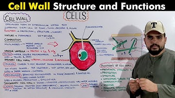 Cell Wall: How It Works & What You Need to Know (A & AS Level Biology)