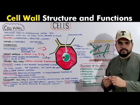 Cell Wall: How