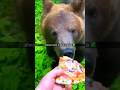 Bears ARE Meat Lovers 🍕 #bear #outdoors #wildlife #grizzly #blackbear #natureismetal #shtf