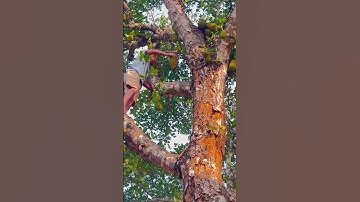 Farmers breaking jackfruits from tree #jackfruitfritters #shorts #viral