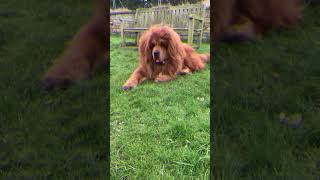 Tibetan Mastiff || Behavior || Dog Lovers ||  Giant Dogs