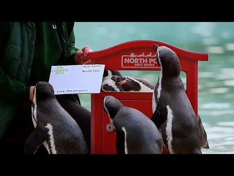 Penguins post Christmas wishes to Santa