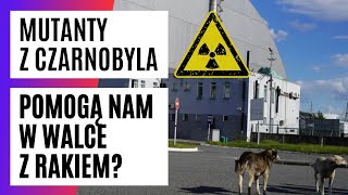 Zmutowane psy z Czarnobyla wykształciły ODPORNOŚĆ NA RAKA. Wyniki badań zaskoczyły naukowców