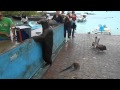 морской котик в очереди за рыбой