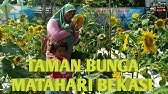 Taman Bunga Matahari Cakung Jadi Pilihan Warga Ngabuburit