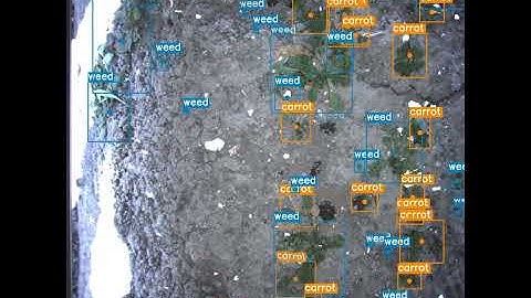 Odd.Bot Weed & Stem detection algorithm