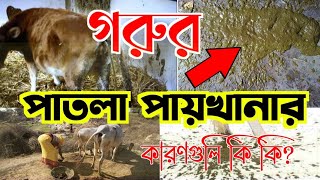 গরুর পাতলা পায়খানার কারণ কি | gorur patla paikhanar karon Ki | গরুর ডায়রিয়া কেন হয় |Cow diarrhea