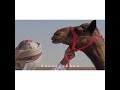 يامحبي يا هوى بالي يامحبي يا هوى بالي
