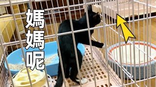 【直播】母貓被送走後小貓抑鬱了，一直朝媽媽原來住的地方看｜李喜猫